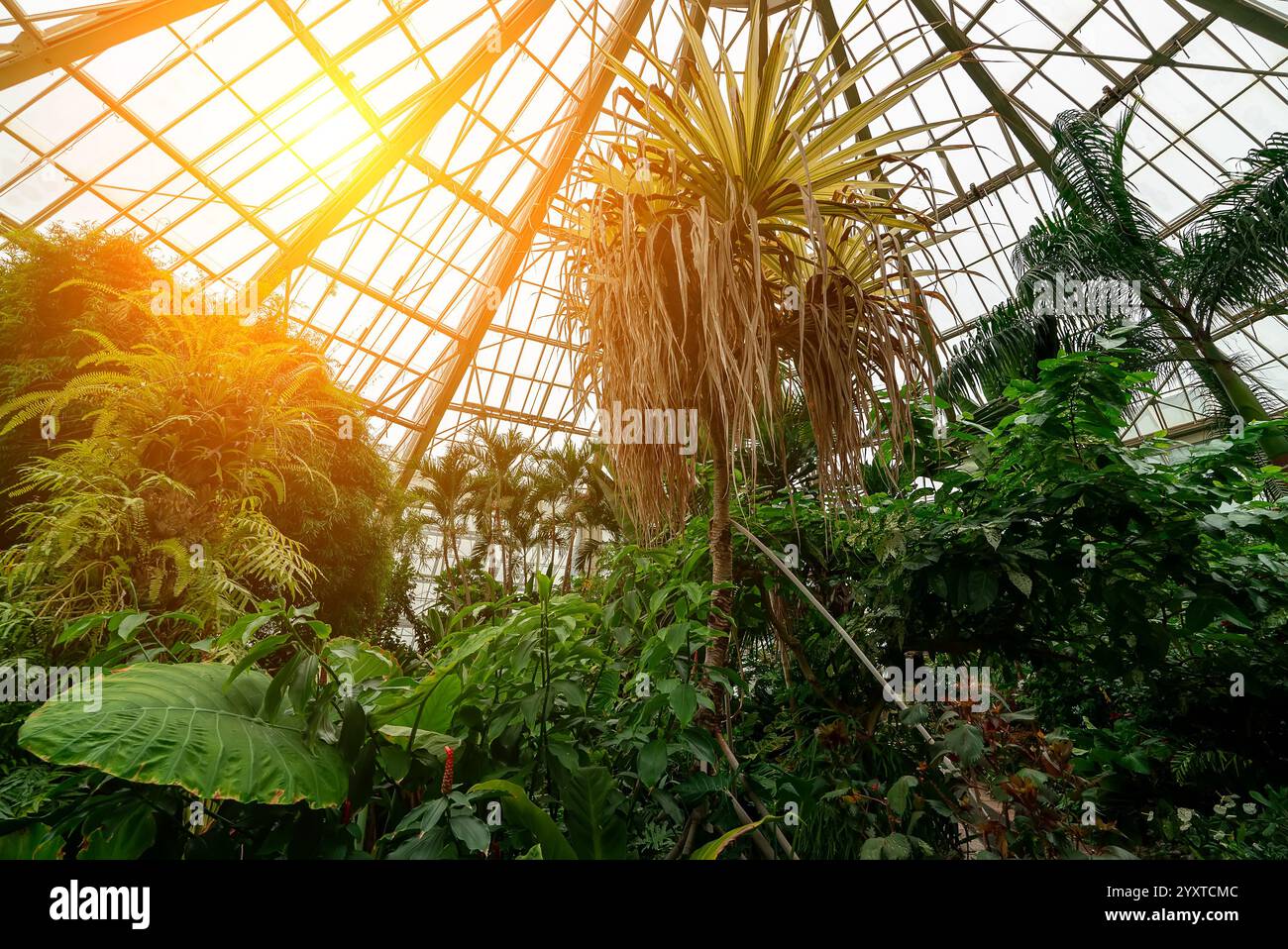 Large greenhouse with tropical plants. Botanical garden Stock Photo - Alamy
