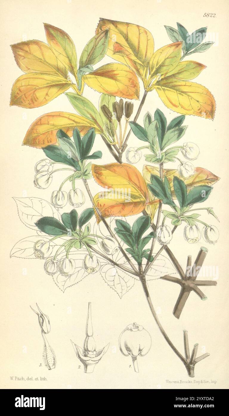 Curtis's Botanical Magazine, London, New York, Botanical Illustration ...