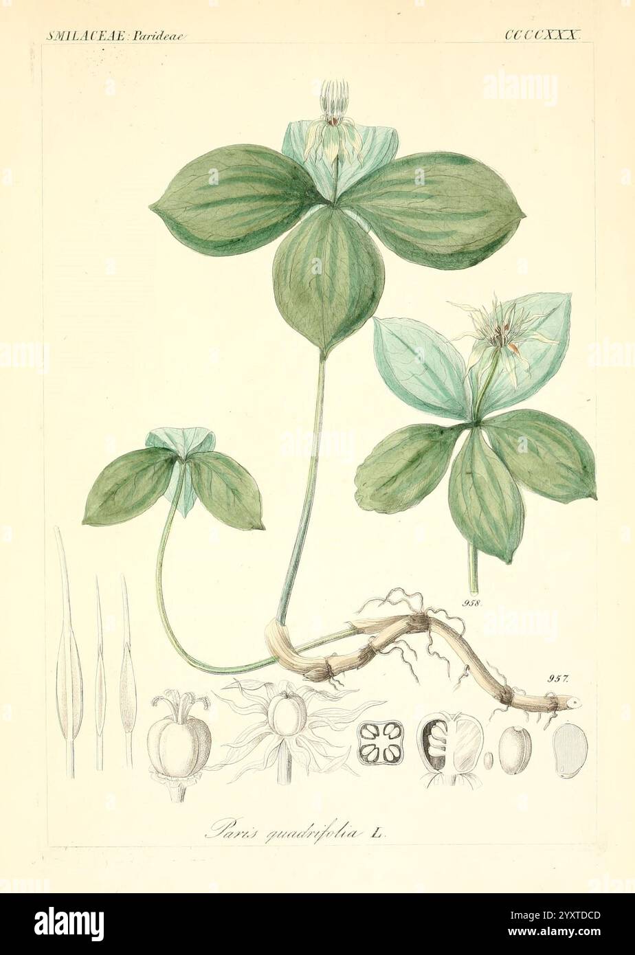 Icones florae Germanicae et Helveticae, simul Pedemontanae, Tirolensis ...