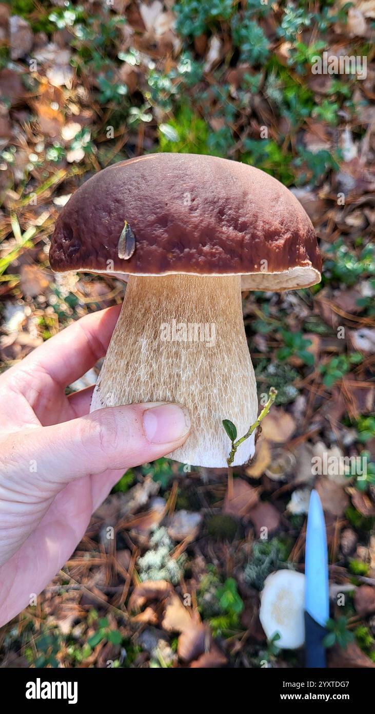 Man holds boletus mushroom in autumn forest Stock Photo