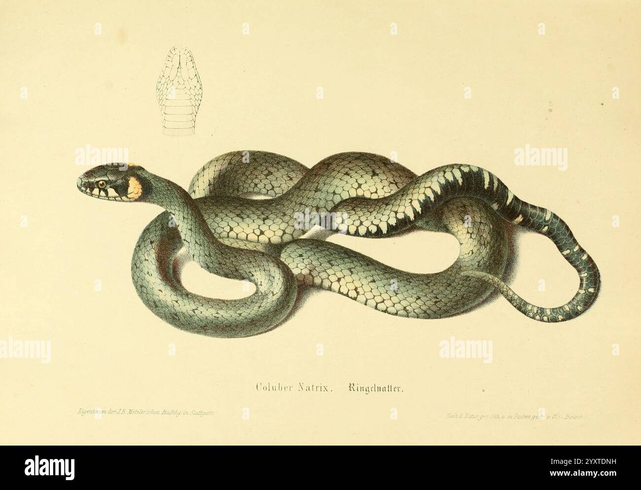 Transitional Snake Detailed sketch highlights features hi-res stock photography and images ...