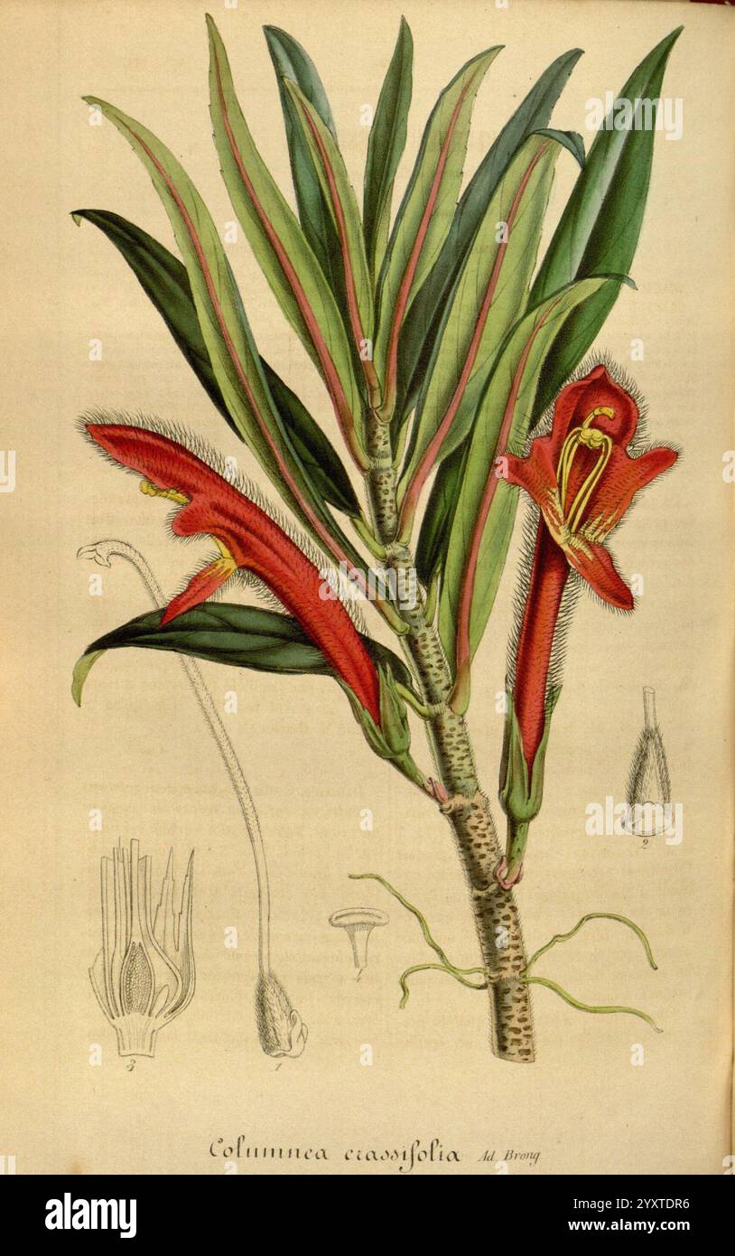 Flore, des, serres, et, des, jardins, de, l', Europe, A, Gand, chez, Louis, van, Houtte, éditeur, 1845, 1880., The illustration features the exotic plant Columnea crassifolia, showcasing its striking red tubular flowers that bloom among vibrant green leaves. The plant is depicted with a detailed view of its leaves, which are long and lanceolate, featuring a rich texture. Alongside the main floral design, there are additional sketches that highlight different stages of the flower's development, including the intricate structure of the flower itself, and its unique reproductive parts. This botan Stock Photo