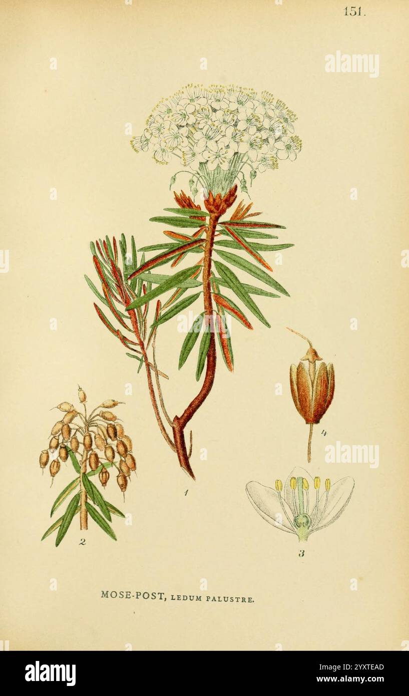 Lavendel | gratis udskrivbare farvelægningssider, image size:817x1390