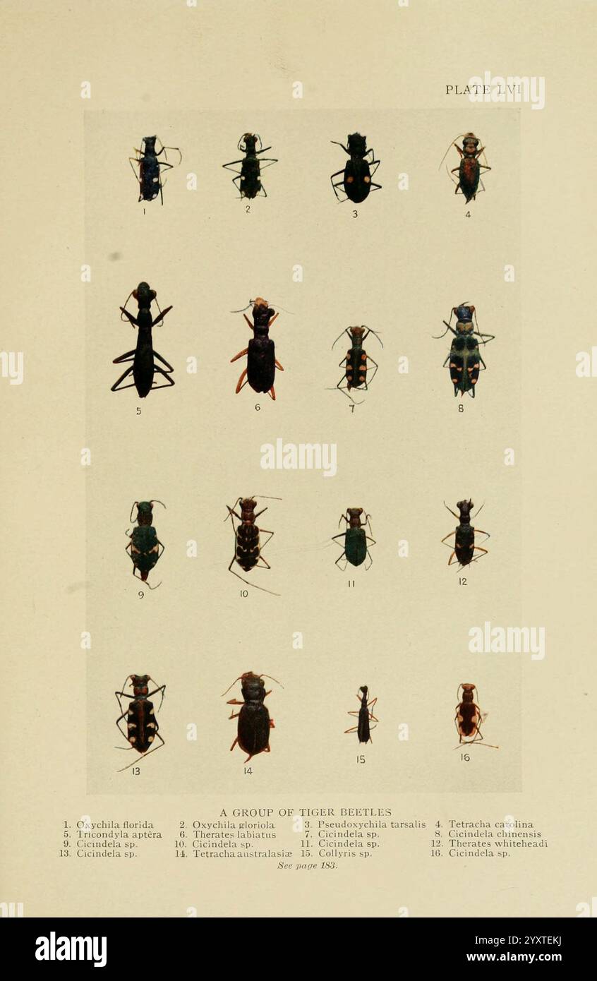 Insect Systematics Systematic layout reflects hi-res stock photography and images - Alamy