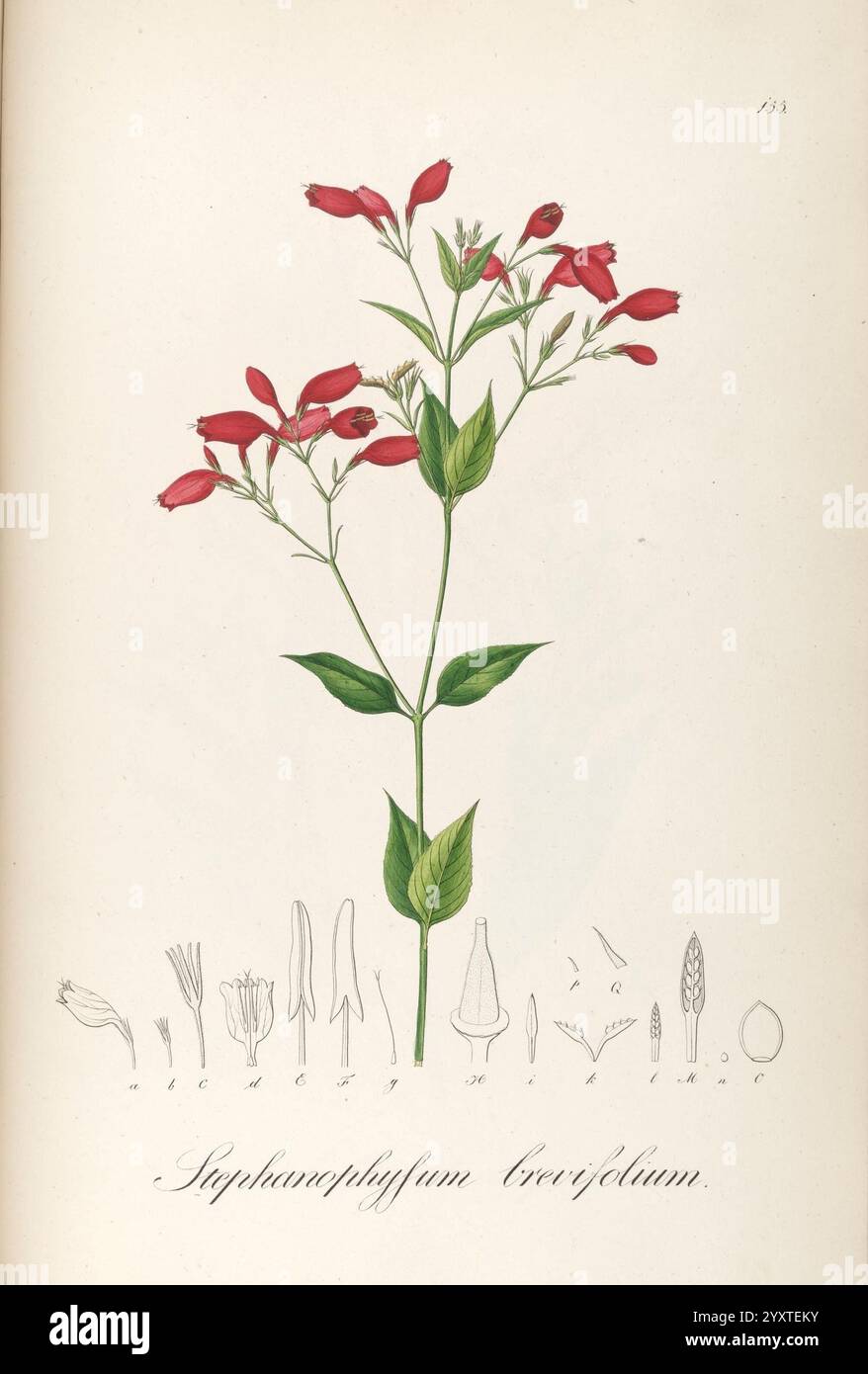 Plantarum Brasiliae icones et descriptiones hactenus ineditae ...