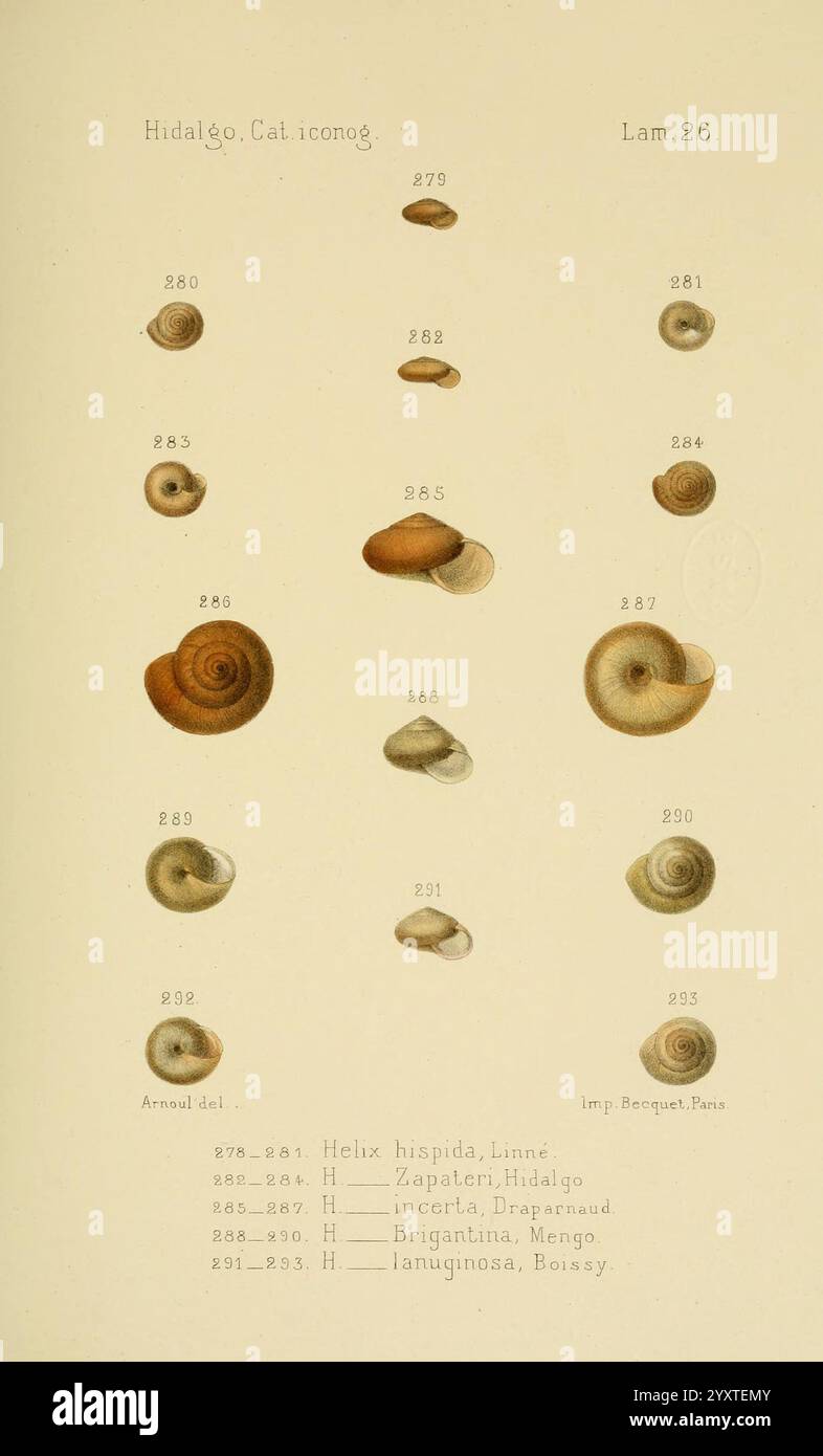 Catalogo iconografico y descriptivo de los moluscos terrestres de ...