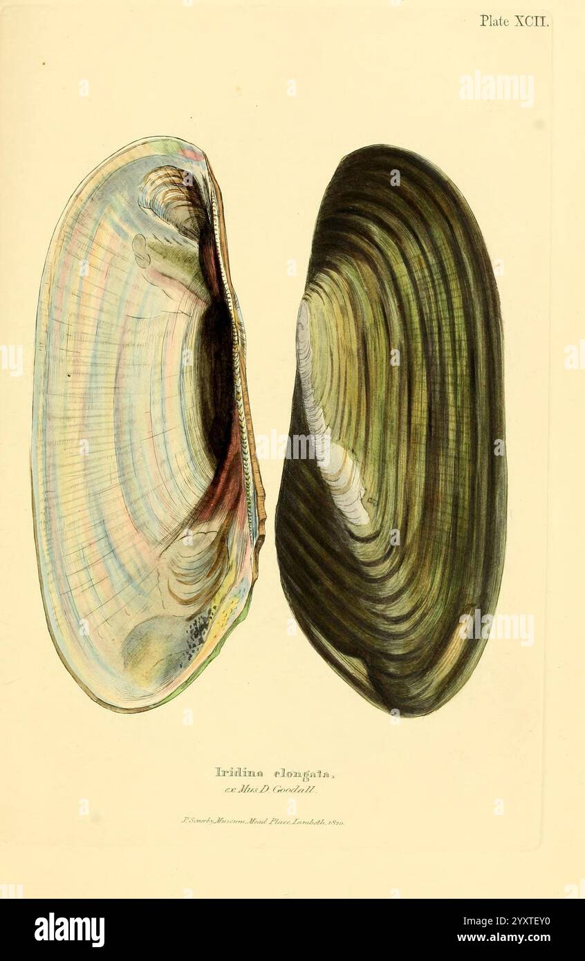 Two distinct bivalve shells hi-res stock photography and images - Alamy