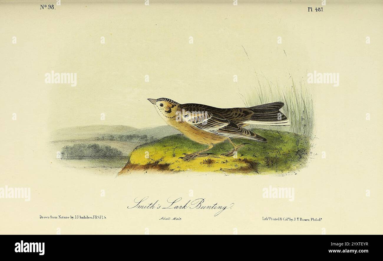 Illustrated bird catalog hires stock photography and images Alamy