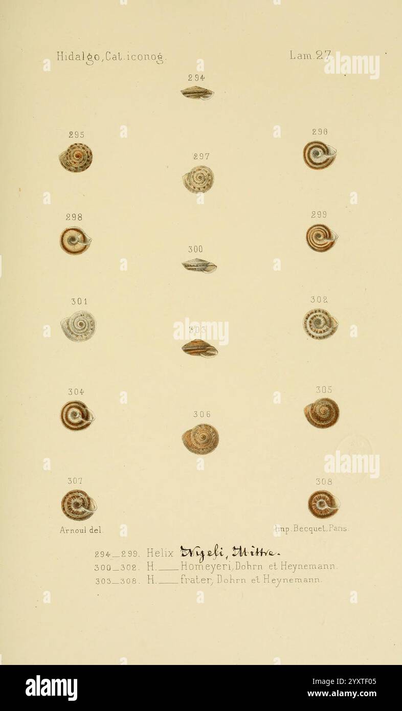 Corresponding scientific nomenclature hi-res stock photography and ...