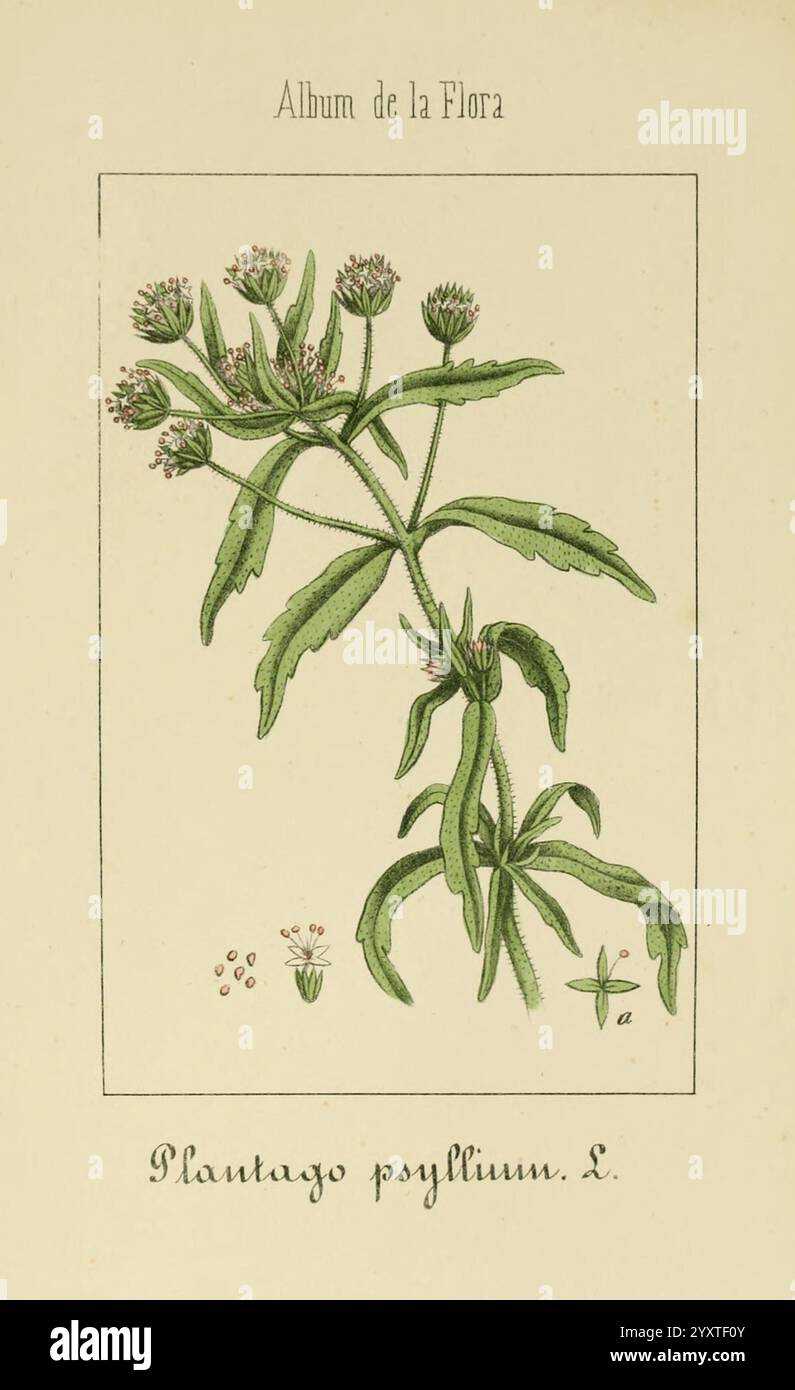 air plant fertilizer Air Plant Fertilizer main image 1