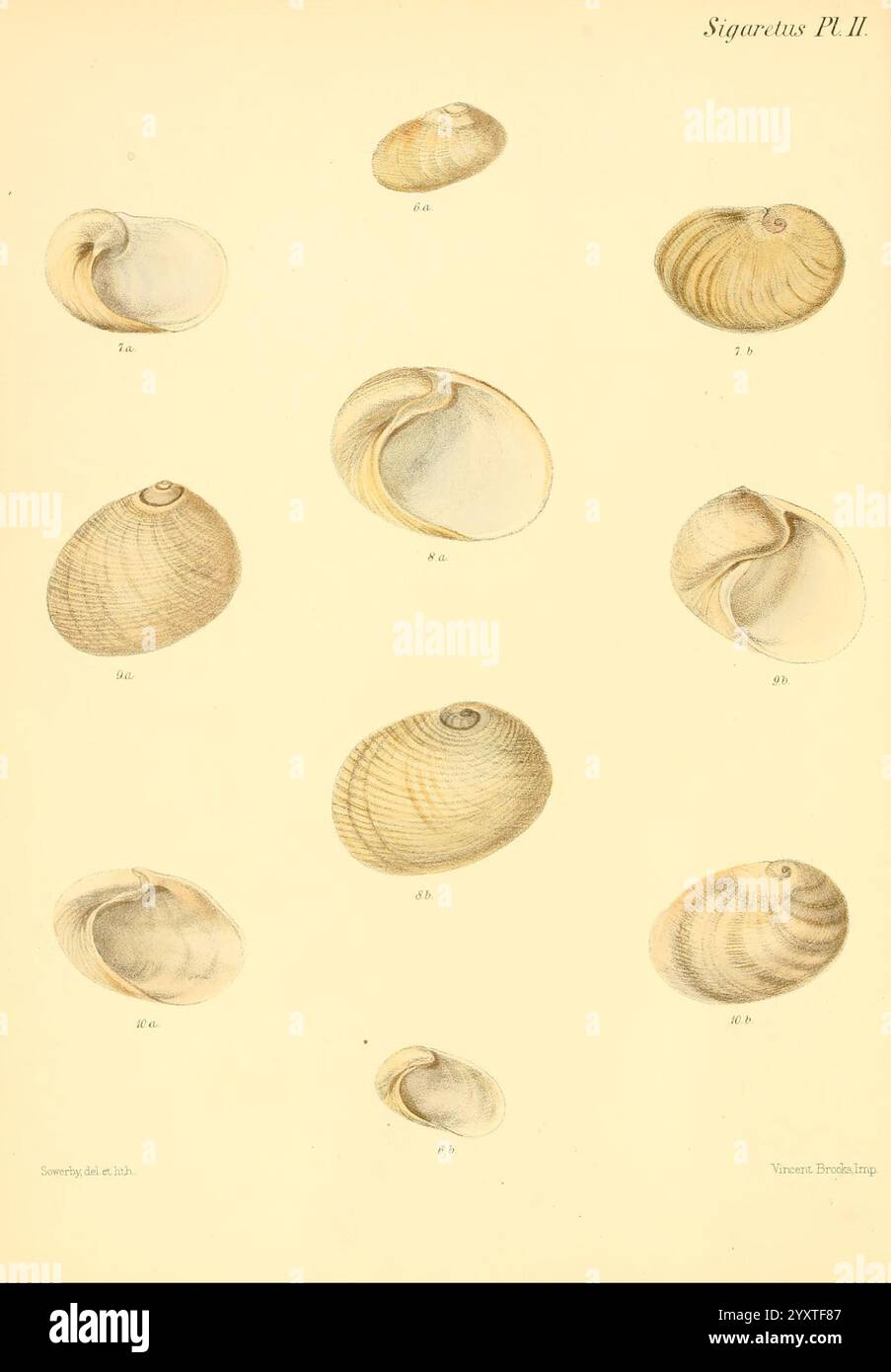 Conchologia iconica, or Illustrations of the shells of molluscous ...
