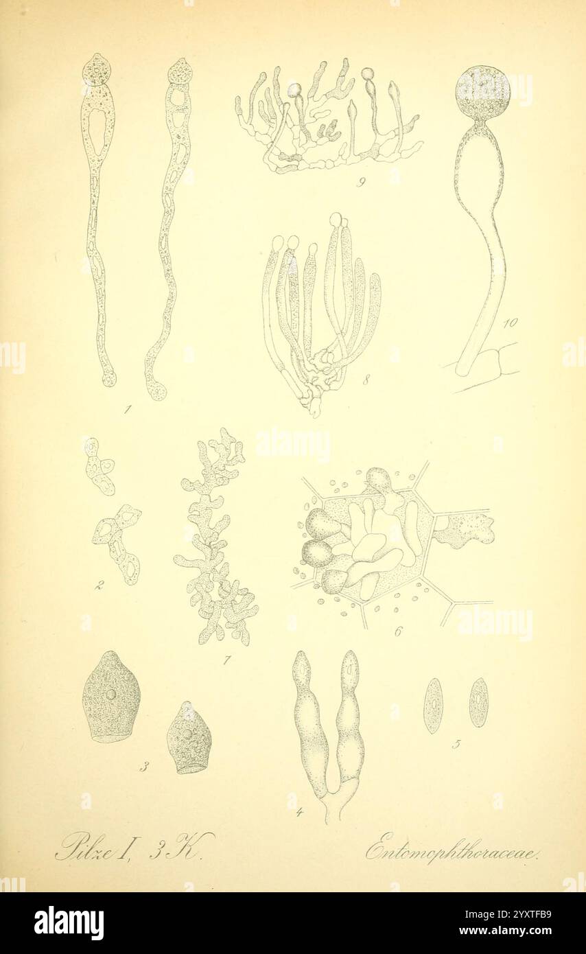 Prof. Dr. Thomé's Flora von Deutschland, Österreich und der Schweiz, in ...