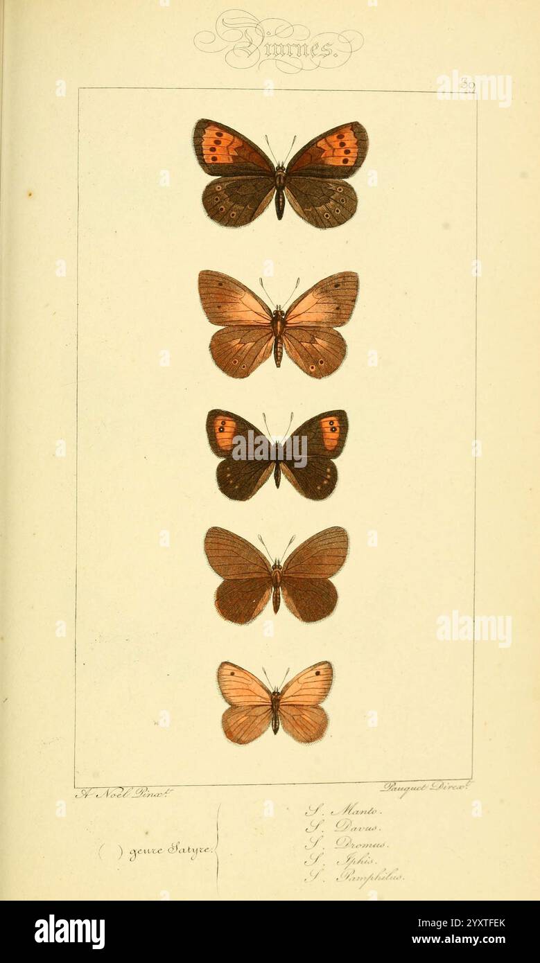Arrangement features five distinct butterflies hi-res stock photography ...