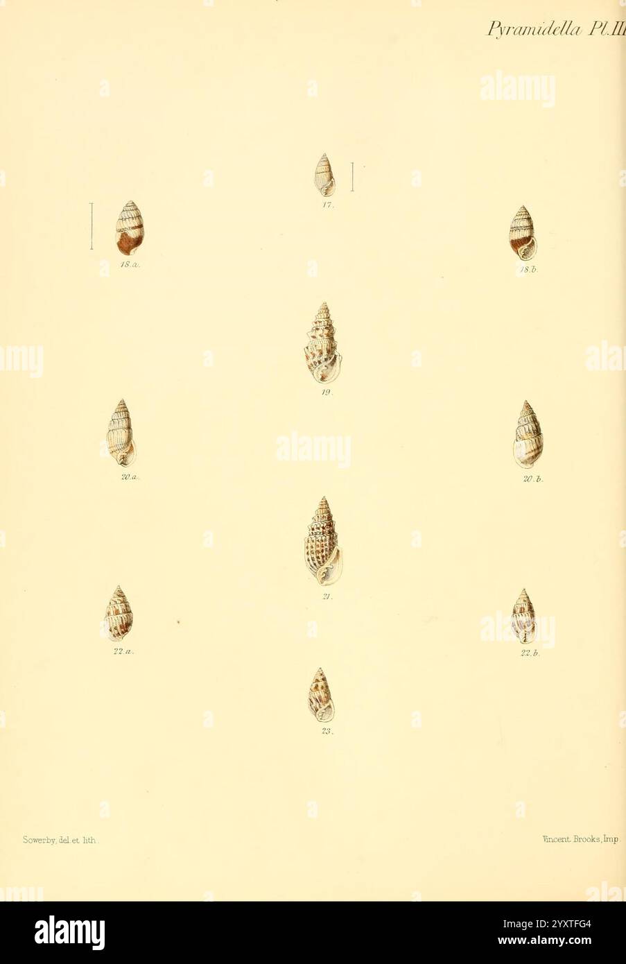 Complexity of molluscan shells hi-res stock photography and images - Alamy