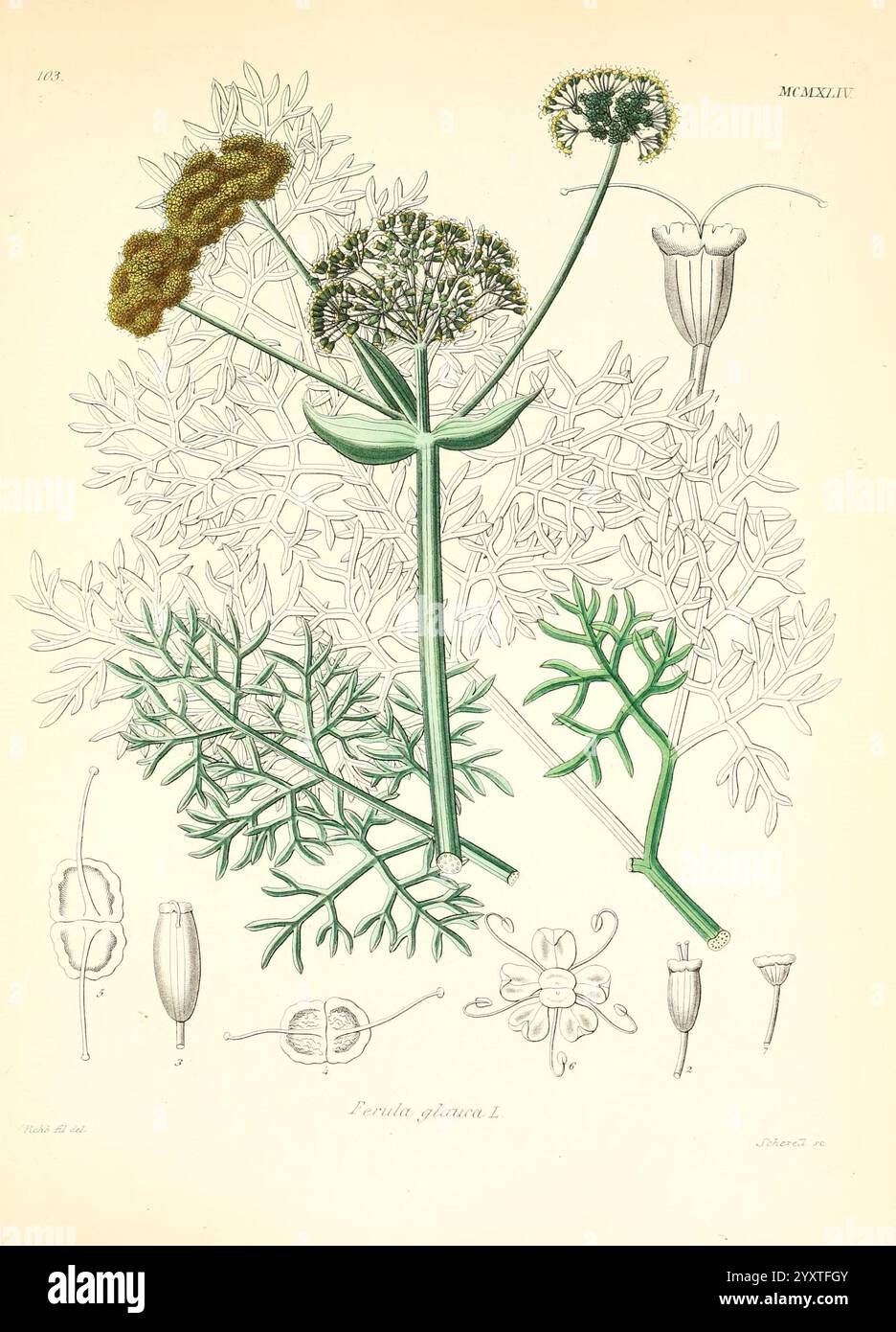 Plant ferula galonensis hi-res stock photography and images - Alamy