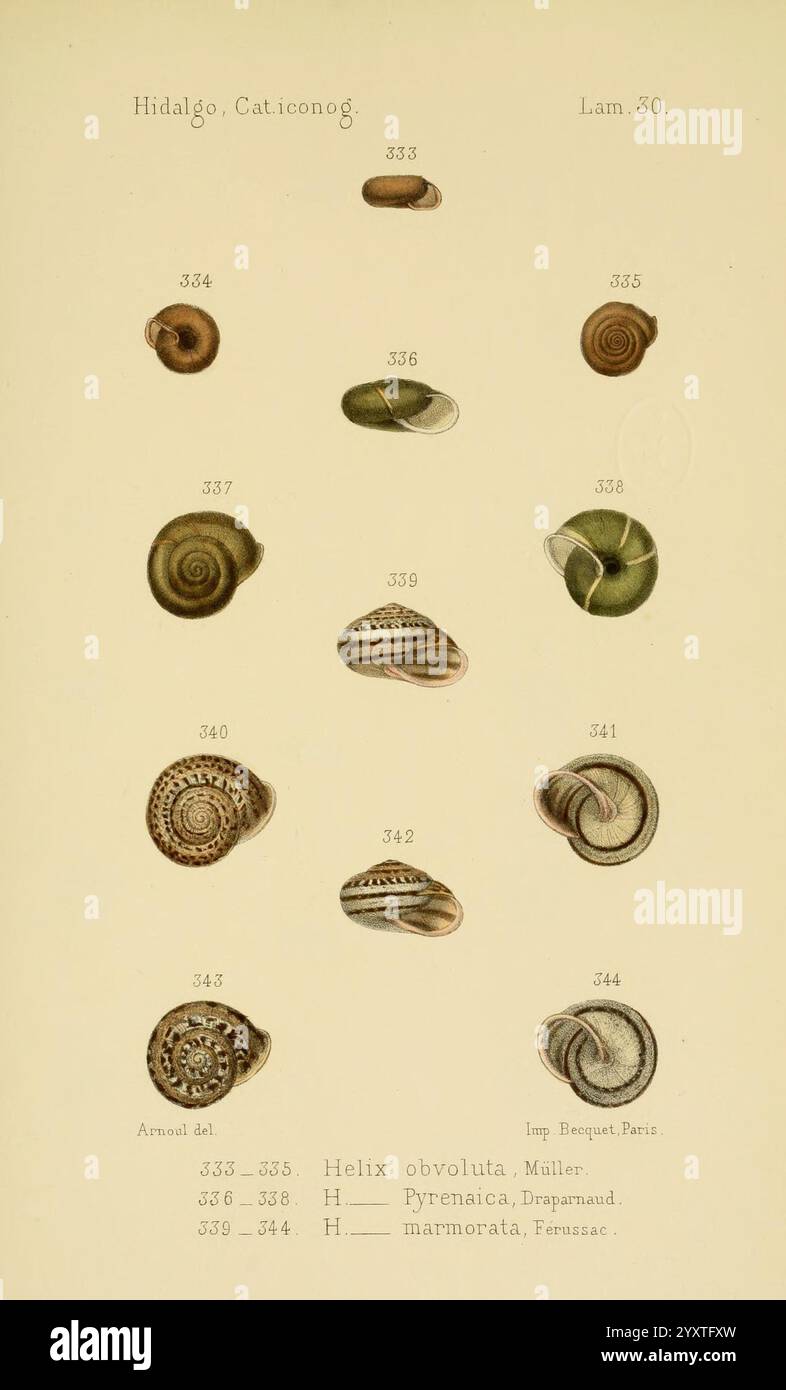 Array of detailed illustrations of various snail shells hi-res stock ...