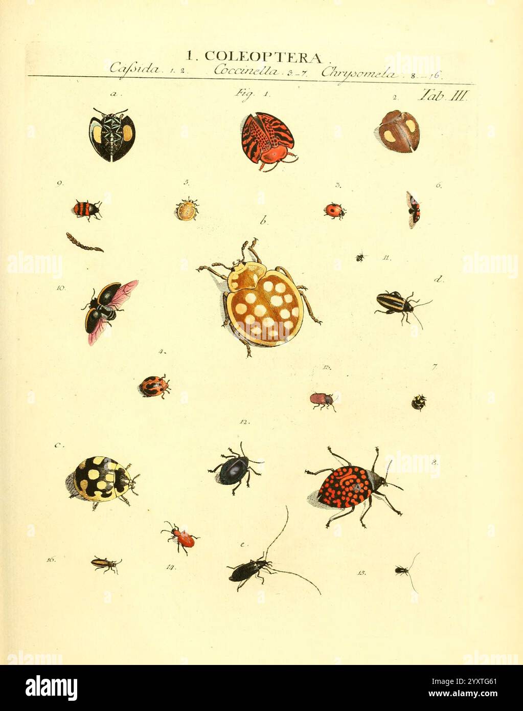 Dr. Sulzers Abgekürtze Geschichte der Insecten Winterthur, Bey H ...