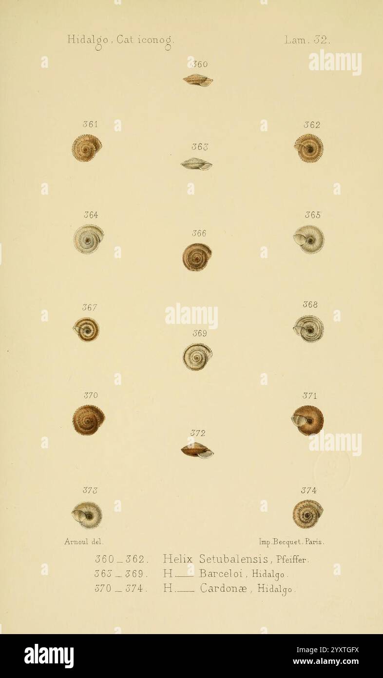 Visual taxonomy reflects hi-res stock photography and images - Alamy