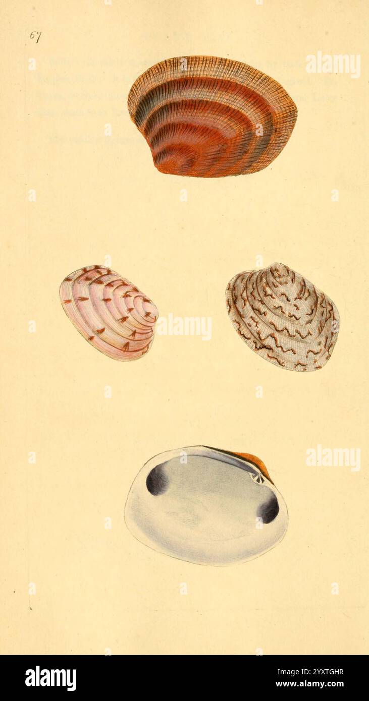 The natural history of British shells. v.1-3. London, Printed for the Author and for F.C. and J. Rivington, by Bye and Law, 1800-1804. Great Britain, Mollusks, Pictorial works, Shells, A collection of intricately detailed shell illustrations, showcasing four distinct varieties. The top shell displays vivid, wavy red and orange patterns, while the second shell features delicate pink and cream stripes. The third shell is characterized by its unique whorled appearance, with fine lines creating an elegant texture. At the bottom, a smooth, oblong shell stands out with its glossy surface and subtle Stock Photo