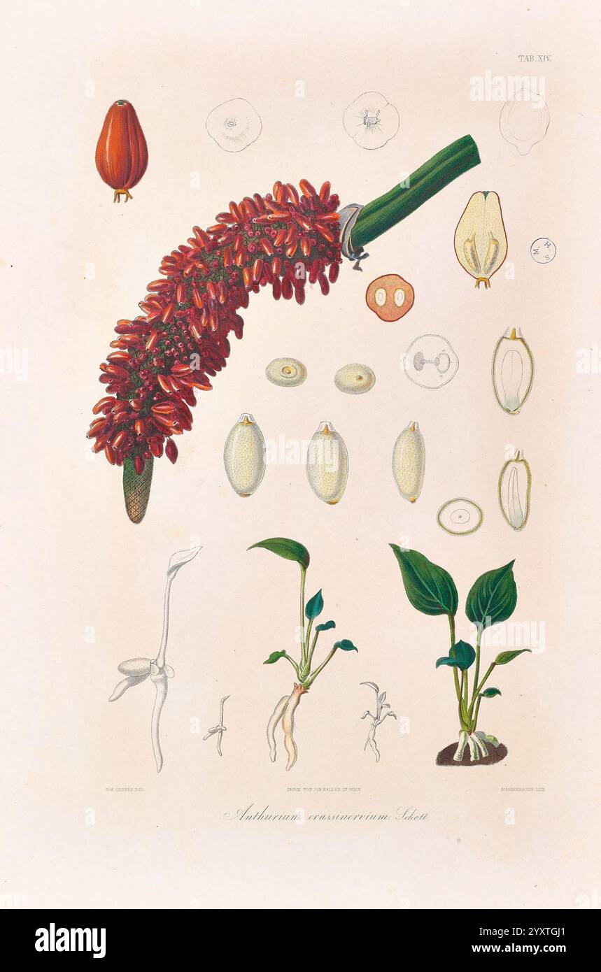 bogenhanf mit übertopf Bogenhanf 'Futura Superba' im weißen ELHO-Übertopf - Sansevieria futura  superba main image 1