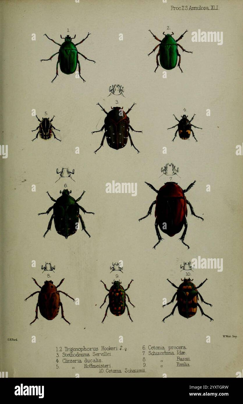 Numbered Insects Proceedings of the Zoological Society of London, 1856, London, Academic ...