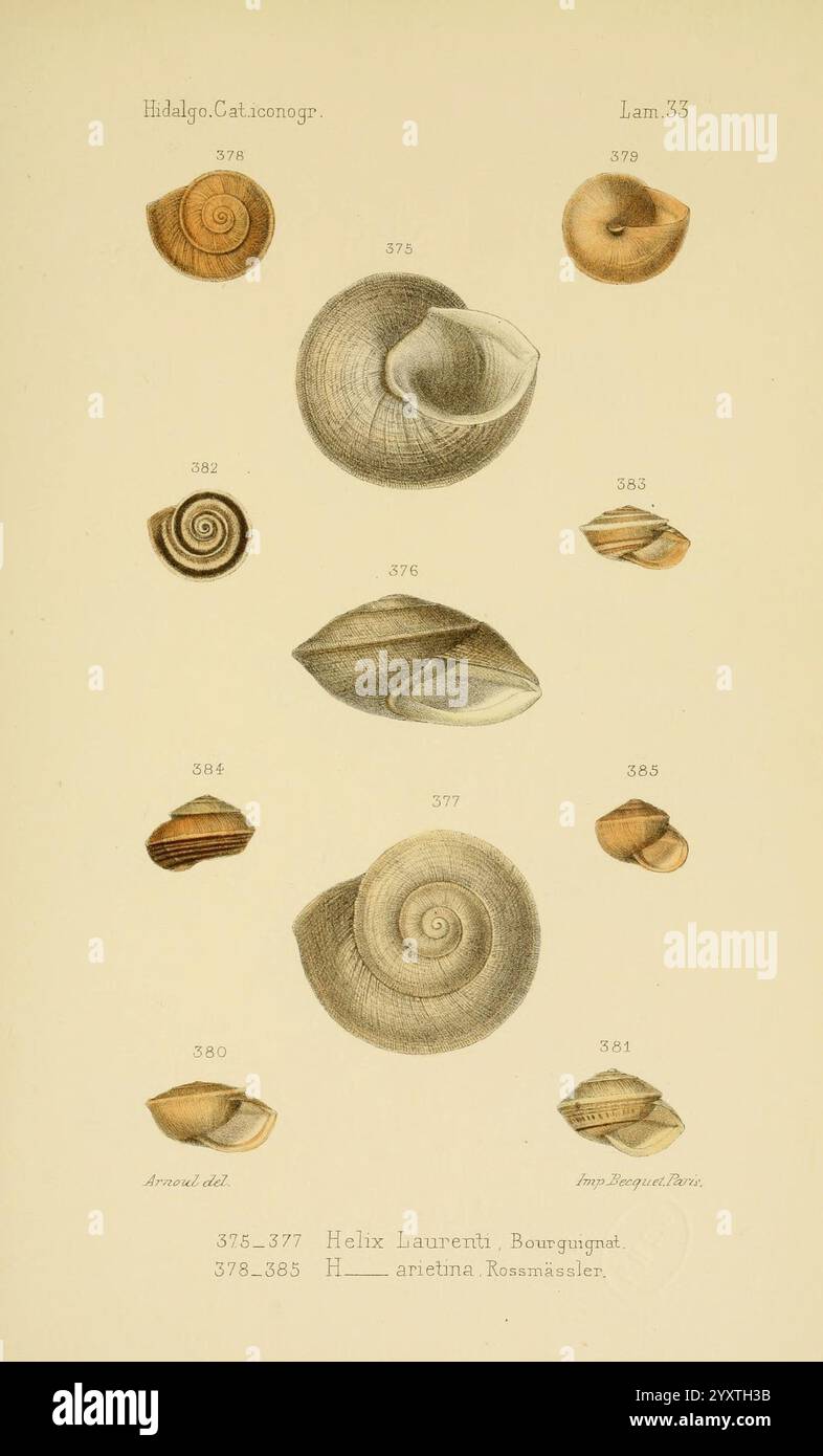 Catalogo iconografico y descriptivo de los moluscos terrestres de ...