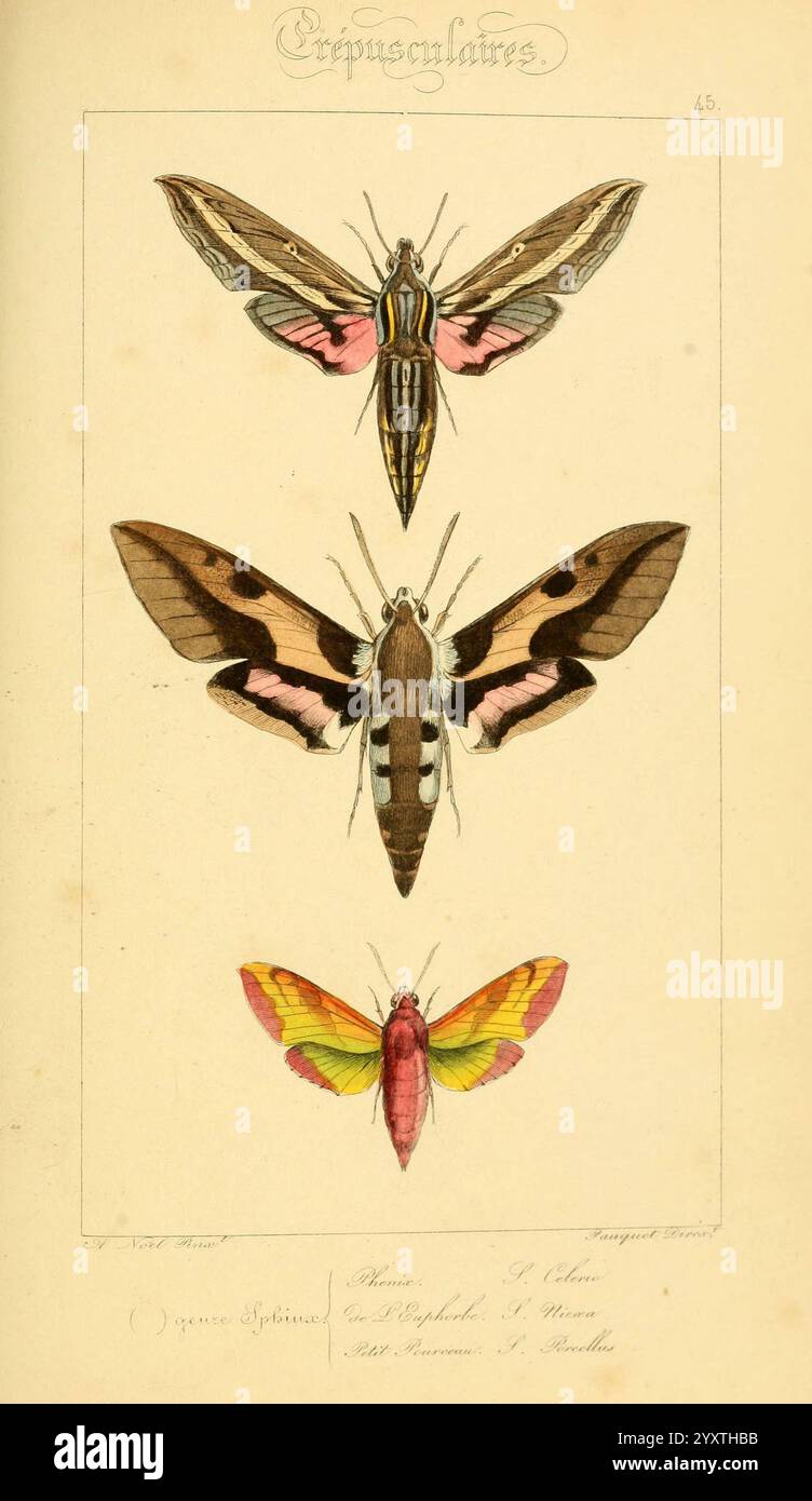 Smaller moth highlights hi-res stock photography and images - Alamy