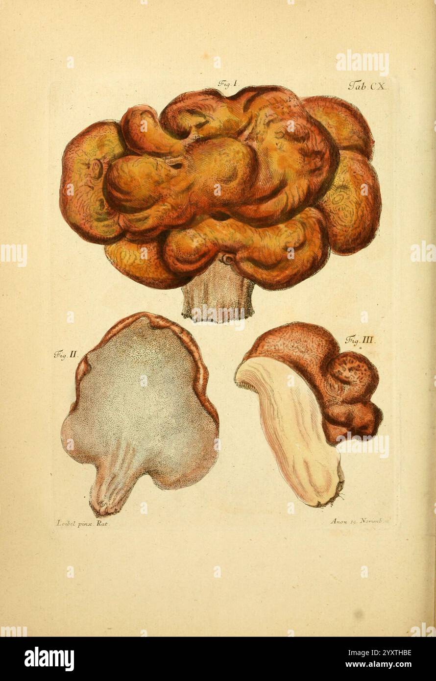 Fungorum, qui in Bavaria et Palatinatu circa Ratisbonam nascuntur ...