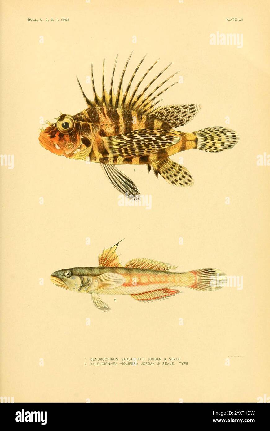 Samoa Pattern Fish Smoother silhouette hi-res stock photography and images - Alamy