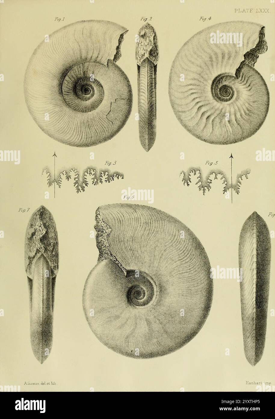 Monograph on the Lias Ammonites of the British Islands, London, Printed ...