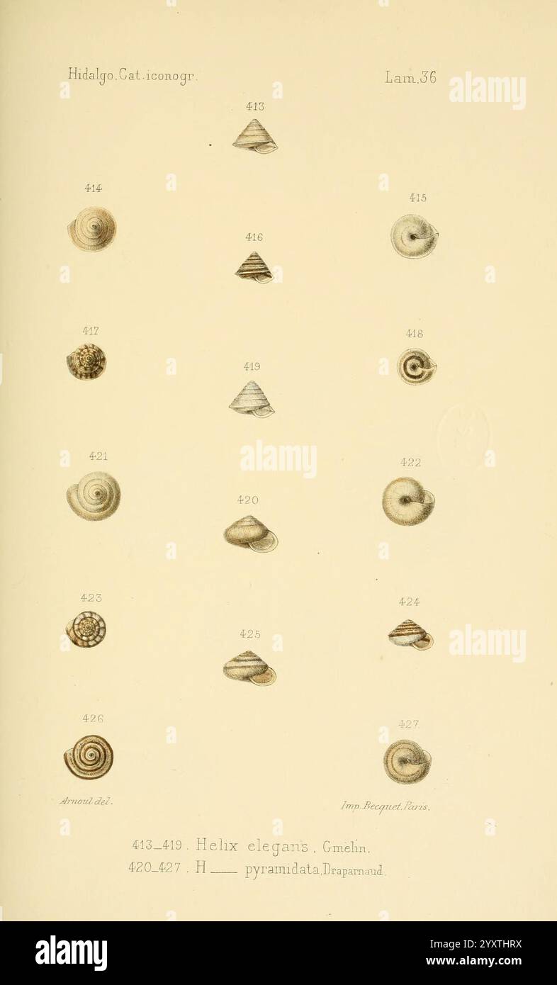 Catalogo iconografico y descriptivo de los moluscos terrestres de ...