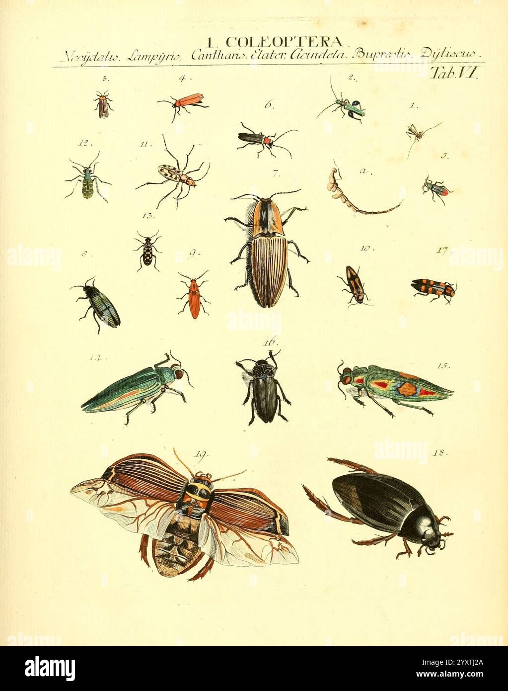 Dr. Sulzer's Abgekürtze Geschichte der Insecten Winterthur Bey H ...