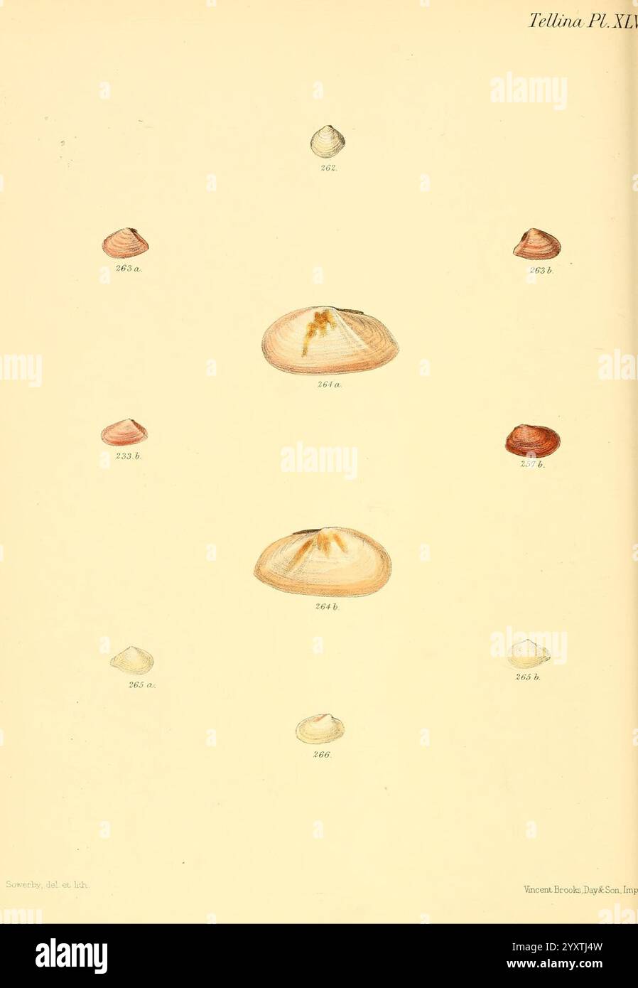 Conchologia Iconica, or Illustrations of the Shells of Molluscous ...