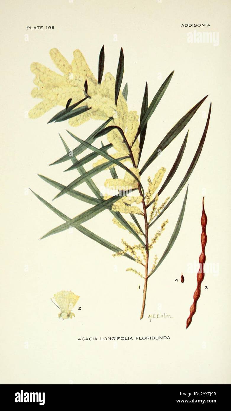 Addisonia, New York, New York Botanical Garden, 1916-1964, periodicals ...