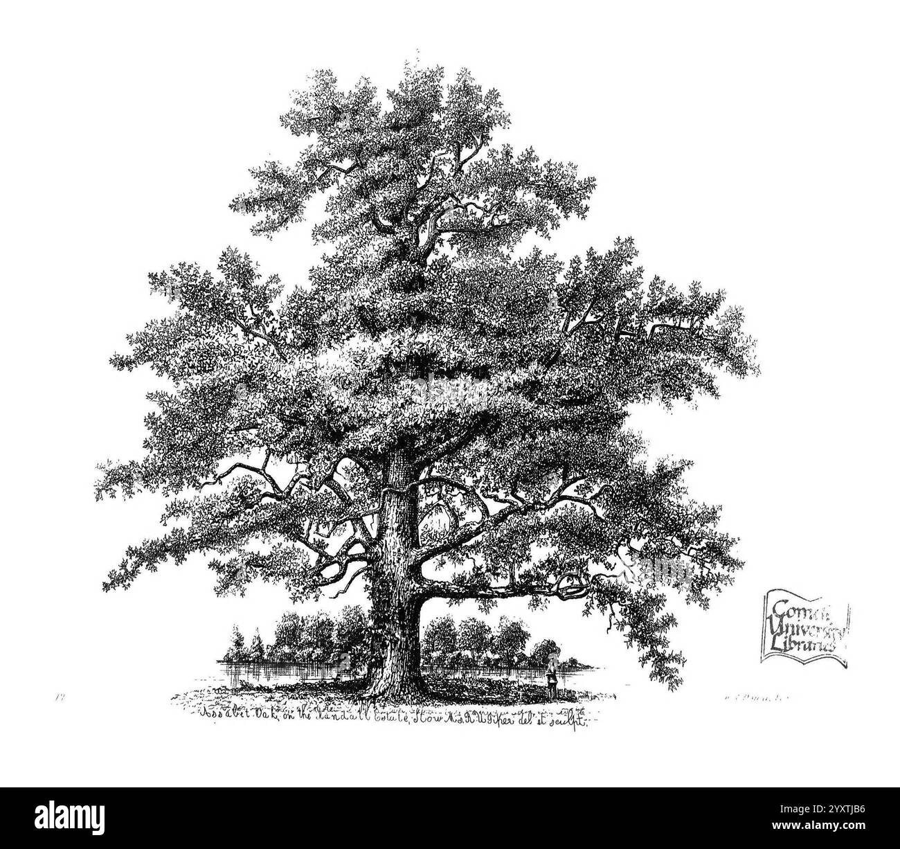 The trees of America, Boston, W. White [1855-58], trees, United States ...