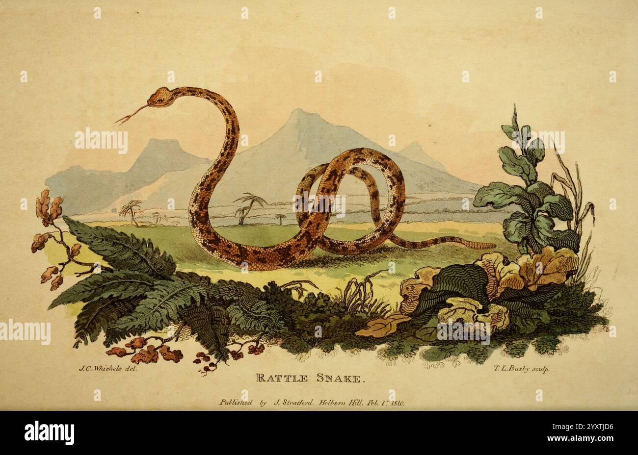 Rattlesnake Scale Drawing
