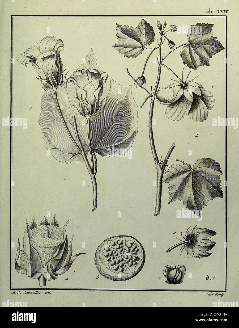 Monadelphiae, classis, dissertationes, decem, Parisiis, Apud F.A. Didot ...