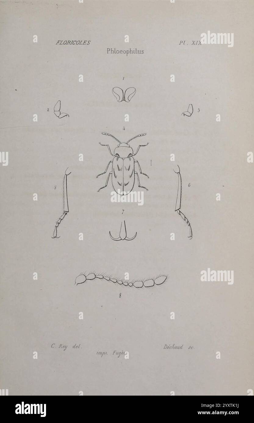 Genus Insect Characteristic Various morphological characteristics hi-res stock photography and ...