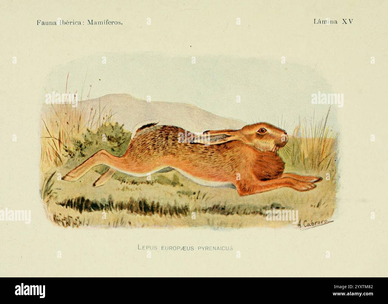 Madrid Rabbit Fauna ibérica, mamíferos, Madrid, Museo Nacional de Ciencias Naturales ...