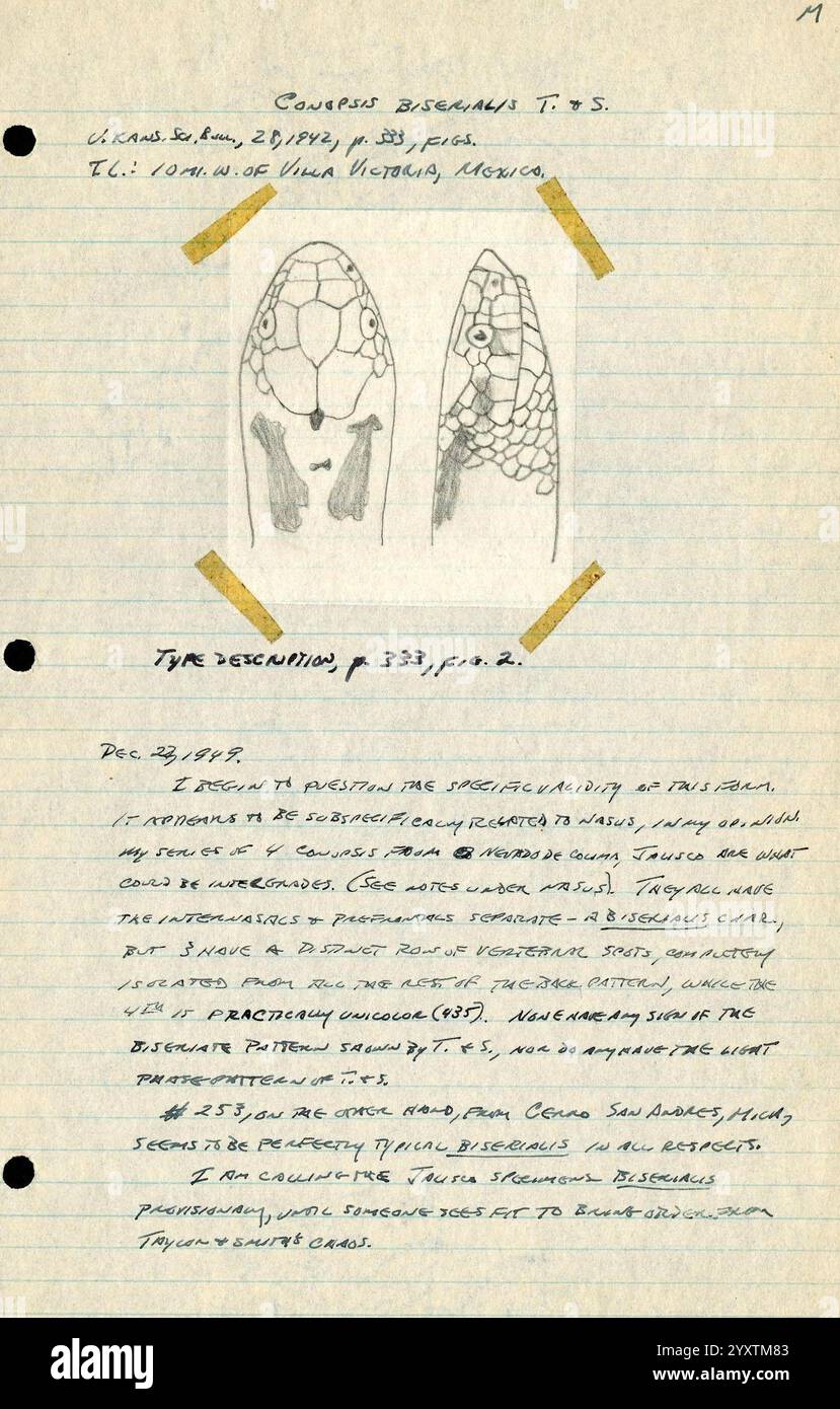 Field notes, Mexico. 1949-1950. Illustration Mexico Mexico City Morelia ...