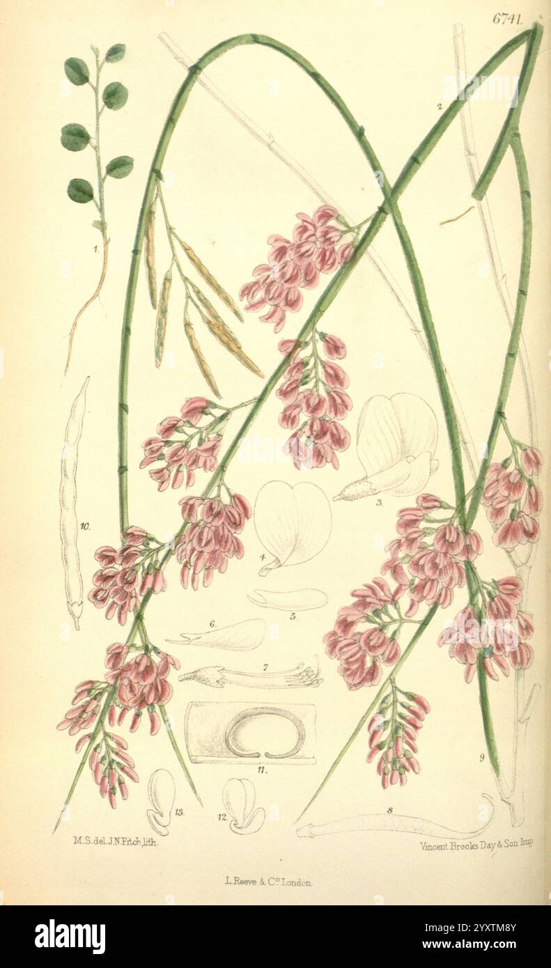 Curtis's Botanical Magazine London New York botanical illustration ...