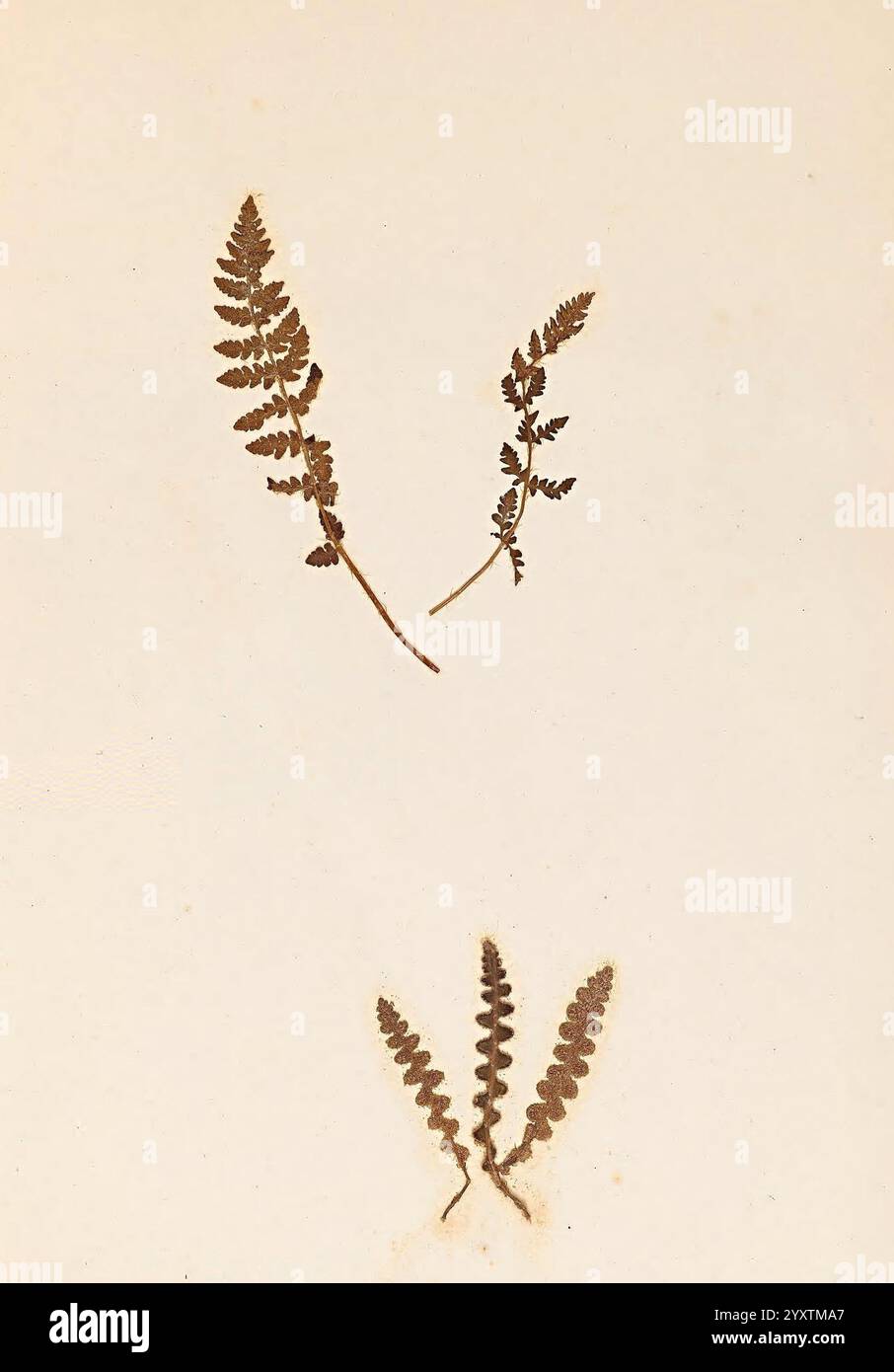Two slender ferns hi-res stock photography and images - Alamy