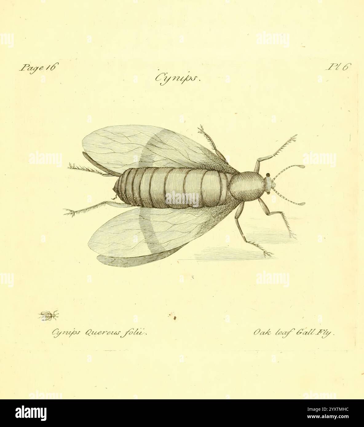 Gympys species hi-res stock photography and images - Alamy