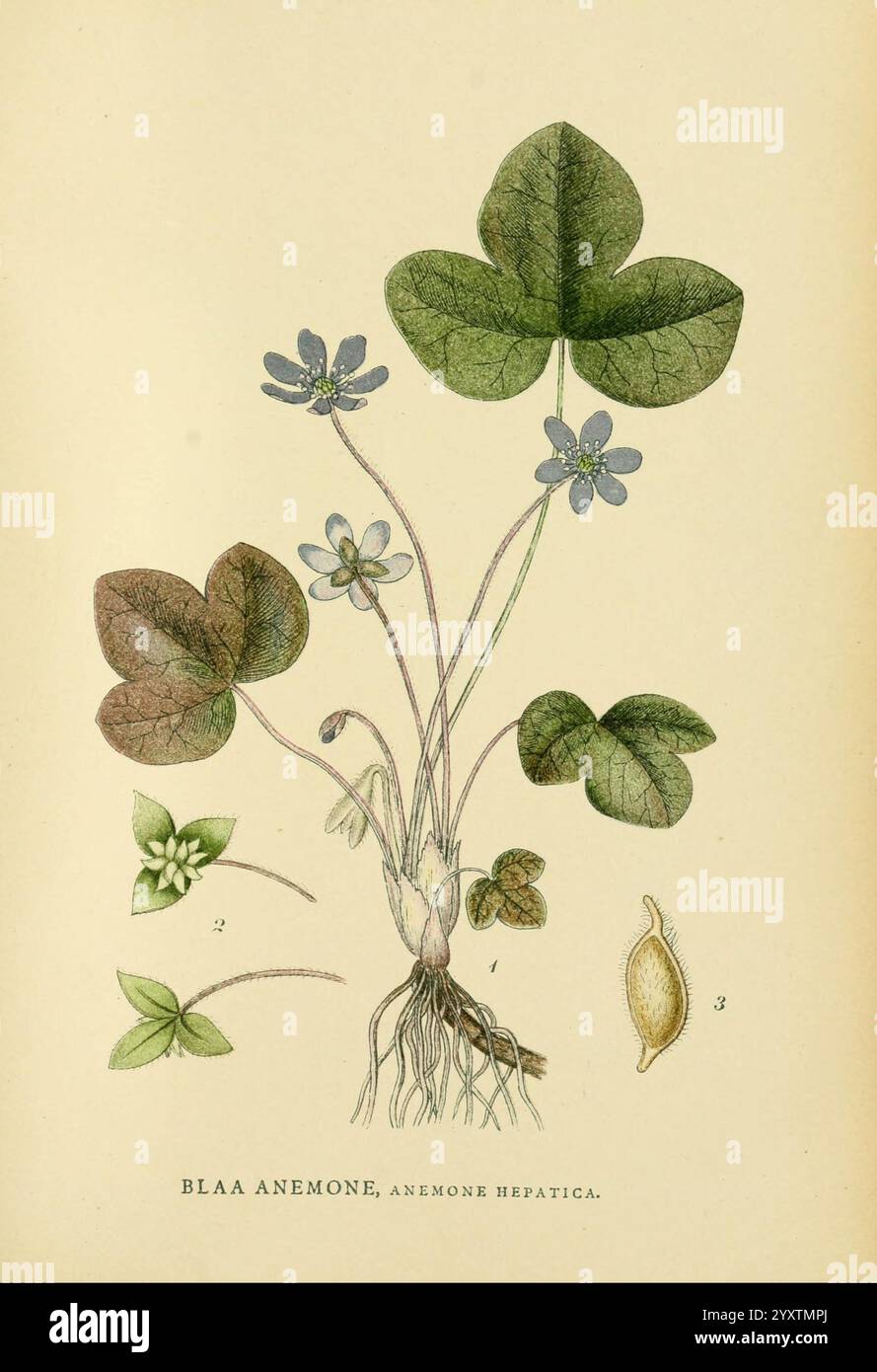 Billeder af Nordens flora, København, G.E.C. Gad, 1901-1903 [i.e. 1907 ...