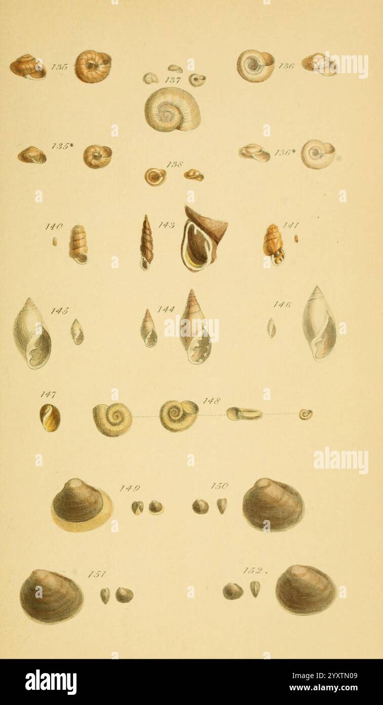 Elongated Shell Texture Featuring elongated conical shapes hi-res stock photography and images ...