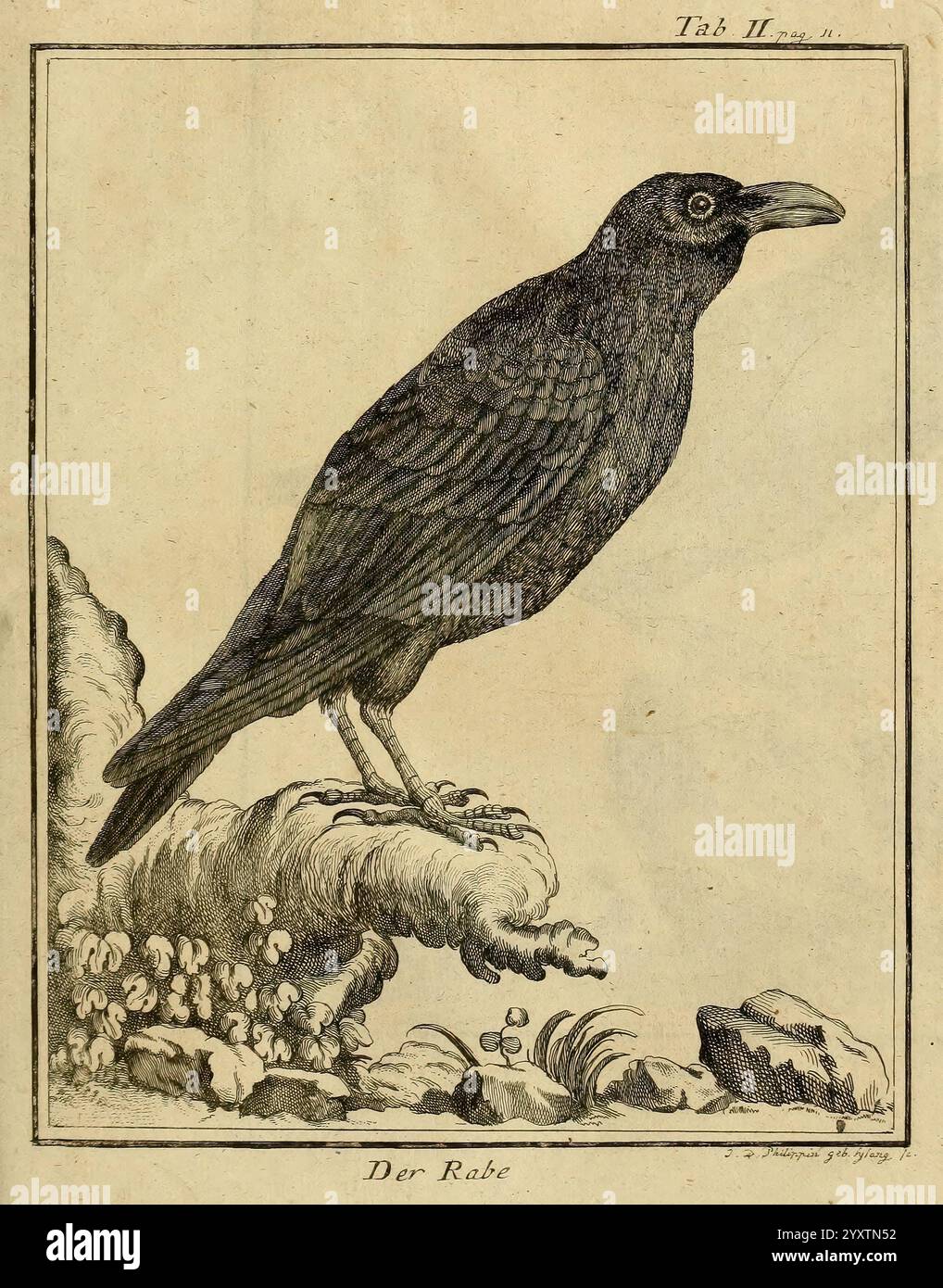 1775 1782 birds ornithology pictorial works hi-res stock photography ...