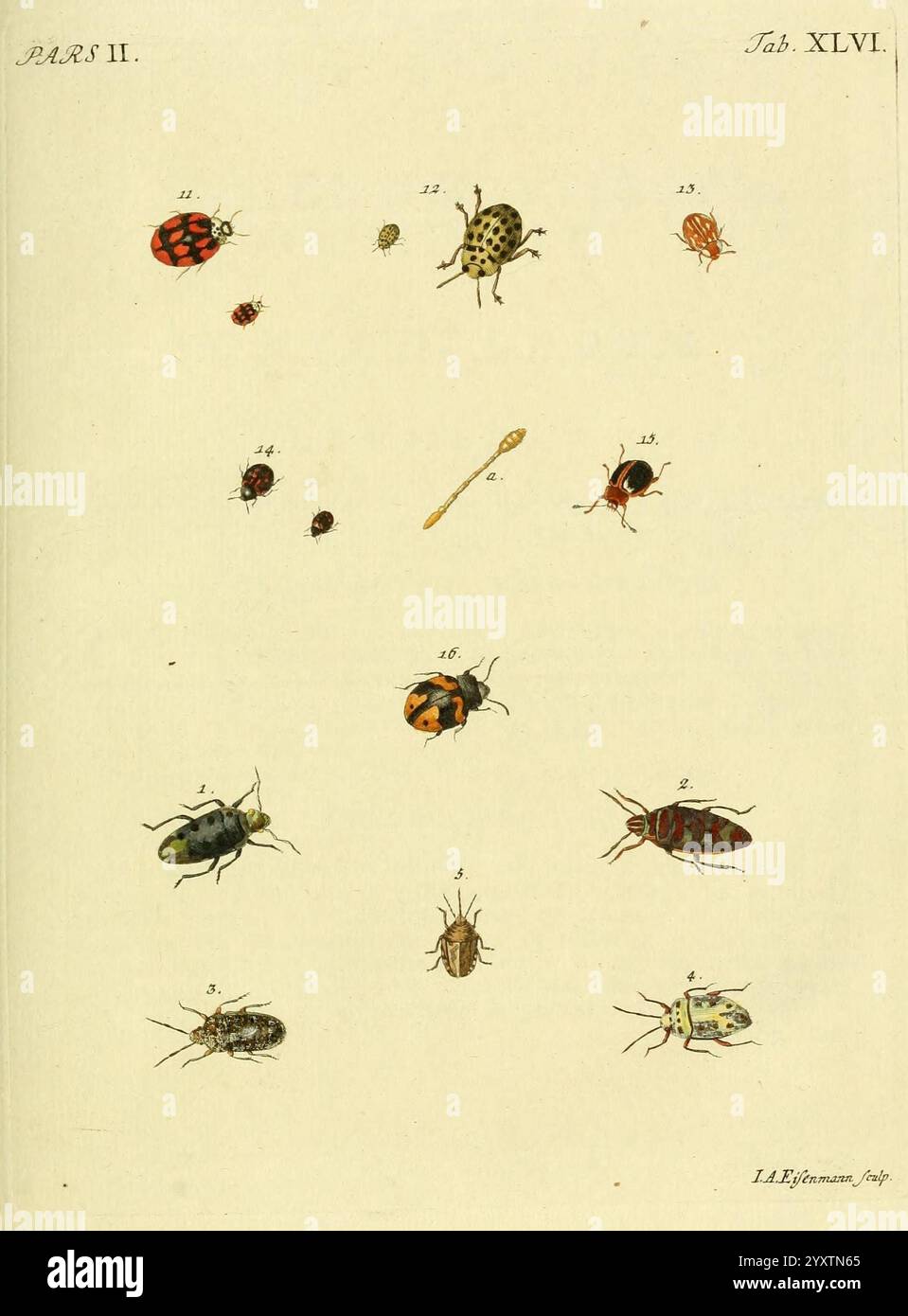 Numbered Insects Detailed markings reminiscent hi-res stock photography and images - Alamy