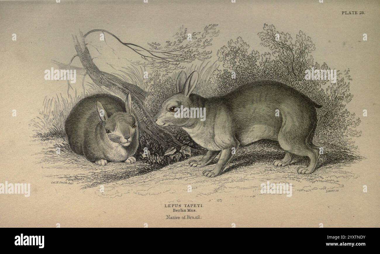 Scene depicts two rabbits hi-res stock photography and images - Alamy