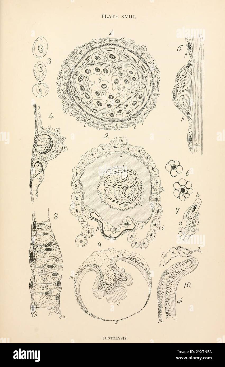 The, anatomy, physiology, morphology, and, development, of, the, blow ...