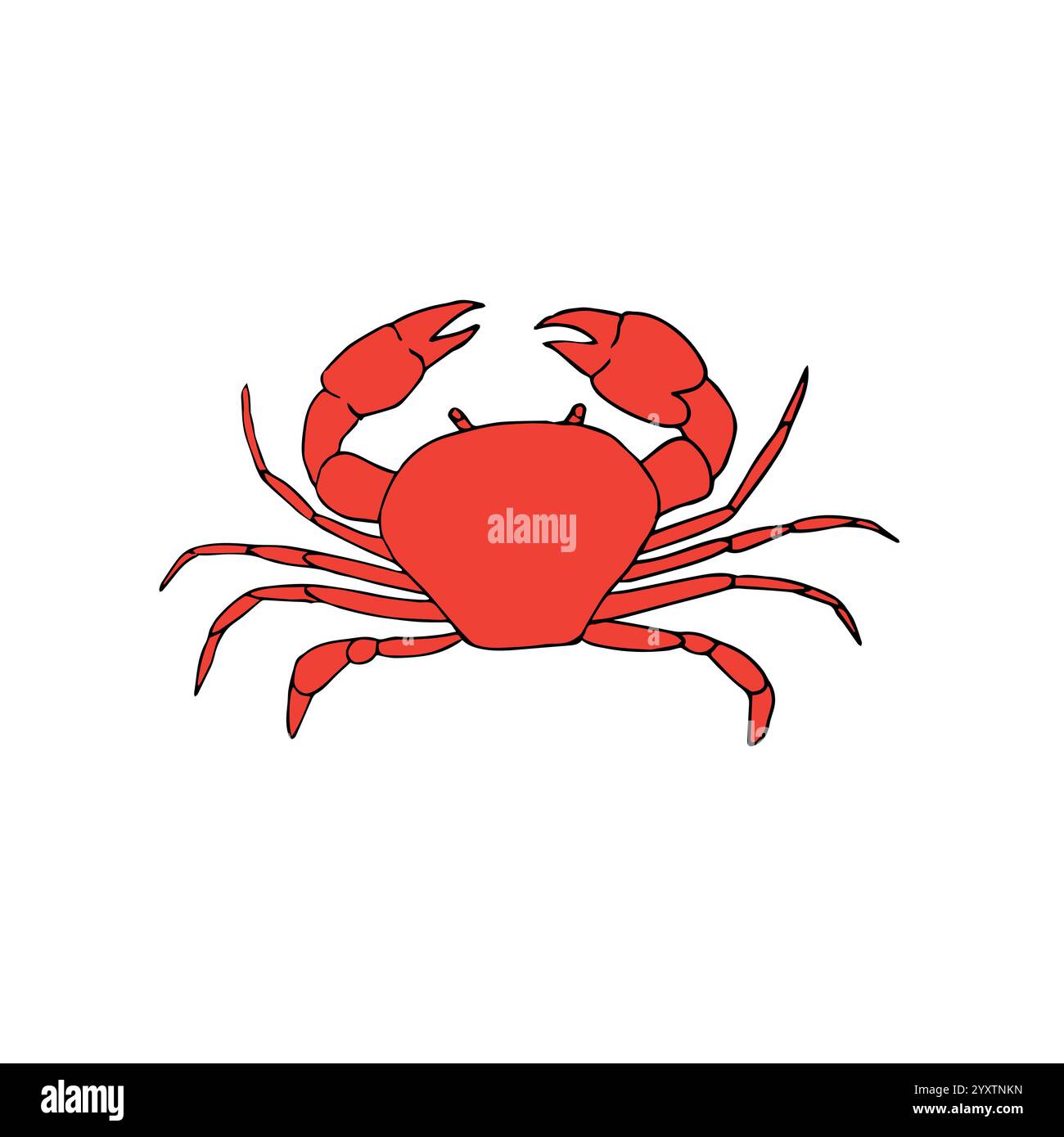 Vector hand drawn doodle sketch colored crab isolated on white ...